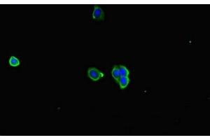 Immunofluorescent analysis of HepG2 cells using ABIN7167005 at dilution of 1:100 and Alexa Fluor 488-congugated AffiniPure Goat Anti-Rabbit IgG(H+L)