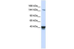 Western Blotting (WB) image for anti-Immunoglobulin Superfamily, Member 9 (IGSF9) antibody (ABIN2459304) (IGSF9 anticorps)