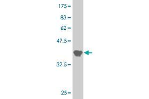Western Blot detection against Immunogen (41.