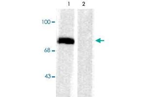 Western blot of rat cortex lysate showing specific immunolabeling of the ~78k Syn1 phosphorylated at Ser603 (Control).