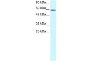 Western Blotting (WB) image for anti-Forkhead Box N3 (FOXN3) antibody (ABIN2460591) (FOXN3 anticorps)