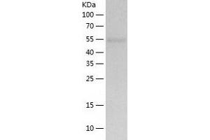 Western Blotting (WB) image for UDP-Glucose Pyrophosphorylase 2 (UGP2) (AA 1-508) protein (His-IF2DI Tag) (ABIN7125649)