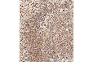Immunohistochemical analysis of paraffin-embedded human appendix tissue using ABIN1539958 performed on the Leica® BOND RXm.