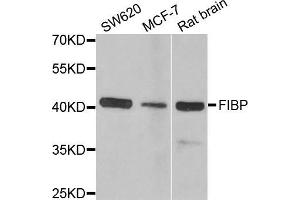 Western blot analysis of extracts of various cell lines, using FIBP antibody (ABIN5973836) at 1/1000 dilution. (FIBP anticorps)