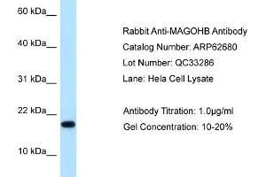 Western Blotting (WB) image for anti-Mago-Nashi Homolog B (MAGOHB) (Middle Region) antibody (ABIN2789207) (Mago Nashi Homolog 2 anticorps  (Middle Region))