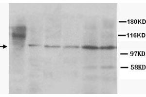 Western Blot analysis of CUL4B expression from cell and tissue extracts with CUL4B polyclonal antibody . (Cullin 4B anticorps)
