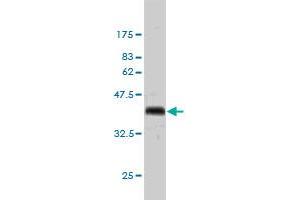 Western Blot detection against Immunogen (36.