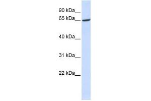 GPR177 antibody used at 1 ug/ml to detect target protein. (GPR177/WLS anticorps  (Middle Region))