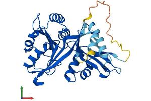 AlphaFold protein structure predicition of Human Recombinant GLYATL2 Protein, UniprotID Q8WU03