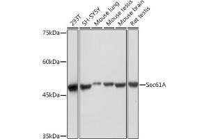Western blot analysis of extracts of various cell lines, using Sec61A Rabbit mAb (ABIN7270172) at 1:1000 dilution. (SEC61A2 anticorps)