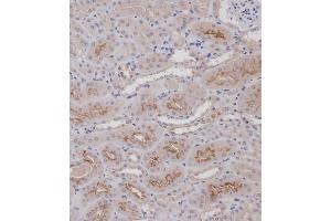 Immunohistochemical analysis of (ABIN1881337 and ABIN2838726) on paraffin-embedded Mouse kidney tissue.