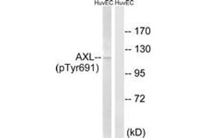 Western blot analysis of extracts from HuvEc cells treated with EGF 200ng/ml 15', using AXL (Phospho-Tyr691) Antibody. (AXL anticorps  (pTyr691))