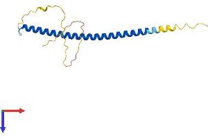 AlphaFold protein structure predicition of Human Recombinant CEBPG Protein, UniprotID P53567