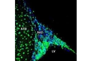 Expression of NPY1R in rat striatum and subventricular zone (SVZ) - Immunohistochemical staining of perfusion-fixed frozen rat brain sections with Anti-NPY1R (extracellular) Antibody (ABIN7043372, ABIN7044674 and ABIN7044675), (1:200), followed by goat anti-rabbit-AlexaFluor-488.