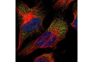 Immunofluorescent staining of human cell line U-251 MG shows localization to vesicles.