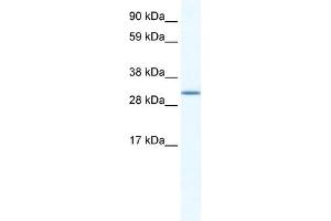 SPIC antibody (20R-1185) used at 5 ug/ml to detect target protein.