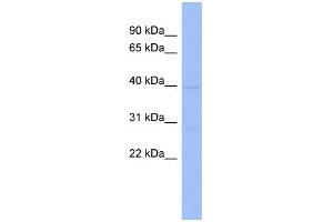 WB Suggested Anti-HNRPAB Antibody Titration:  0. (HNRNPAB anticorps  (N-Term))