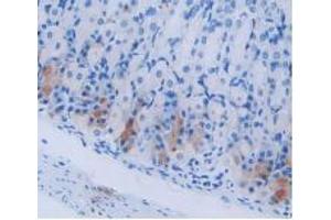 IHC-P analysis of Mouse Stomach Tissue, with DAB staining. (Cholecystokinin anticorps  (AA 1-115))