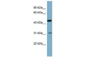 Osteomodulin antibody used at 1 ug/ml to detect target protein. (Osteomodulin anticorps  (Middle Region))