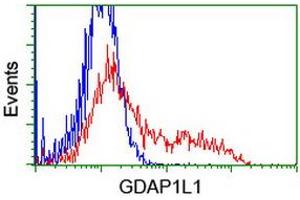 HEK293T cells transfected with either RC200976 overexpress plasmid (Red) or empty vector control plasmid (Blue) were immunostained by anti-GDAP1L1 antibody (ABIN2454765), and then analyzed by flow cytometry. (GDAP1L1 anticorps)