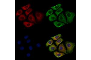 ABIN7094681 and ABIN7098732 staining Hela cells by IF/ICC. (SIGLEC9 anticorps  (C-Term))