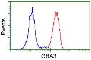Image no. 6 for anti-Glucosidase, Beta, Acid 3 (Cytosolic) (GBA3) (AA 1-150), (AA 370-469) antibody (ABIN1490582)