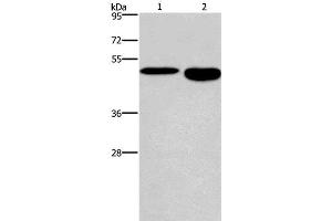 Western Blot analysis of Mouse stomach and brain tissue using DMRT3 Polyclonal Antibody at dilution of 1:550 (DMRT3 anticorps)