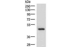 Western blot analysis of 293T cell lysate using LDB1 Polyclonal Antibody at dilution of 1:1000 (LIM Domain Binding 1 Protein anticorps)