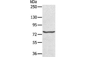 Western blot analysis of Hela cell, using MX1 Polyclonal Antibody at dilution of 1:200 (MX1 anticorps)