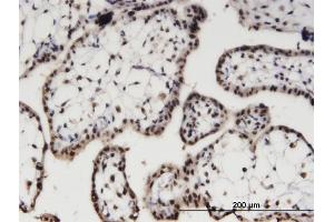 Immunoperoxidase of monoclonal antibody to AIPL1 on formalin-fixed paraffin-embedded human placenta. (AIPL1 anticorps  (AA 1-384))