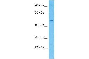 Host:  Rabbit  Target Name:  KCTD20  Sample Type:  Hela Whole Cell lysates  Antibody Dilution:  1. (KCTD20 anticorps  (C-Term))