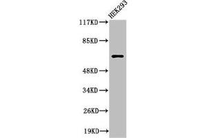 Western Blot analysis of 293 cells using Cleaved-ITI-H2 (D702) Polyclonal Antibody (ITIH2 anticorps  (Cleaved-Asp702))