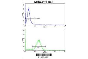 Flow cytometric analysis of MDA-231 cells using COLEC11 Antibody (N-term)(bottom histogram) compared to a negative control cell (top histogram). (COLEC11 anticorps  (N-Term))