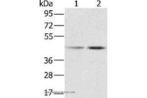 Western blot analysis of Hela and K562 cell, using RBMX Polyclonal Antibody at dilution of 1:800 (RBMX anticorps)