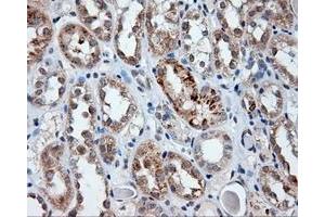 Image no. 1 for anti-Lipase, Endothelial (LIPG) antibody (ABIN1499163) (LIPG anticorps)