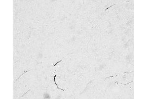 ABIN5539608 (1:5000) immunostaining of FGF14-positive axon initial segments in cryosection of an immersion-fixed (1% PFA/0.