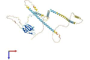 AlphaFold protein structure predicition of Human Recombinant UPF3B Protein, UniprotID Q9BZI7