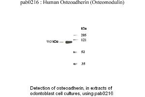Image no. 1 for anti-Osteomodulin (OMD) (N-Term) antibody (ABIN347103) (Osteomodulin anticorps  (N-Term))