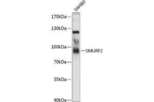 Western blot analysis of extracts of SW480 cells, using SMURF2 antibody (ABIN6132176, ABIN6148161, ABIN6148162 and ABIN6214896) at 1:1000 dilution. (SMURF2 anticorps  (AA 150-250))