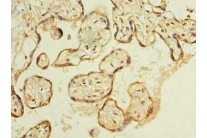 Immunohistochemistry of paraffin-embedded human placenta tissue using ABIN7174900 at dilution of 1:100 (C8orf48 anticorps  (AA 1-319))