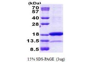 SDS-PAGE (SDS) image for Proline Rich Nuclear Receptor Coactivator 2 (PNRC2) (AA 1-139) protein (His tag) (ABIN5853060)