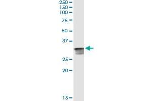 Immunoprecipitation of CDK2 transfected lysate using anti-CDK2 monoclonal antibody and Protein A Magnetic Bead , and immunoblotted with CDK2 MaxPab rabbit polyclonal antibody.