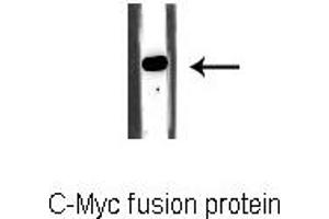 Western blot analysis of C-Myc fusion protein, using C-MYC-tag Antibody. (Myc Tag anticorps)