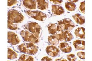 Immunohistochemical staining of human stomach using AP30950PU-N at 2 μg/ml.