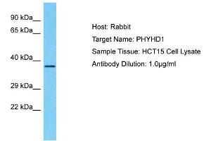 Host: Rabbit Target Name: PHYHD1 Sample Type: HCT15 Whole Cell lysates Antibody Dilution: 1. (PHYHD1 anticorps  (C-Term))