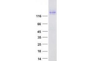 Validation with Western Blot