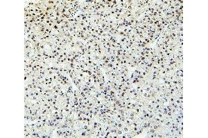 IHC analysis of PTBP2 using anti-PTBP2 antibody (ABIN7599452). (PTBP2 anticorps  (AA 1-504))