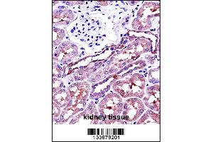 NAPSA Antibody immunohistochemistry analysis in formalin fixed and paraffin embedded human kidney tissue followed by peroxidase conjugation of the secondary antibody and DAB staining.