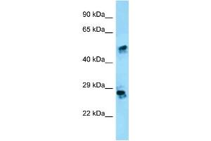 WB Suggested Anti-CRISP1 Antibody Titration: 1.