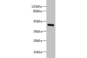 Western blot All lanes: FAM105A antibody at 8 μg/mL + K562 whole cell lysate Secondary Goat polyclonal to rabbit IgG at 1/10000 dilution Predicted band size: 43 kDa Observed band size: 43 kDa (C14orf174 anticorps  (AA 81-356))